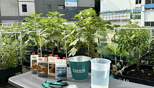 blog-canna-inside-2-02