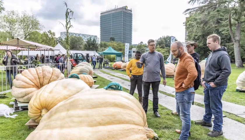 200926200627BvSetten_NKPompoenKweken01-1125x750