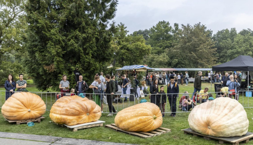 210925Bas-van-Setten-NK-Pompoen-Kweken01-1125x750