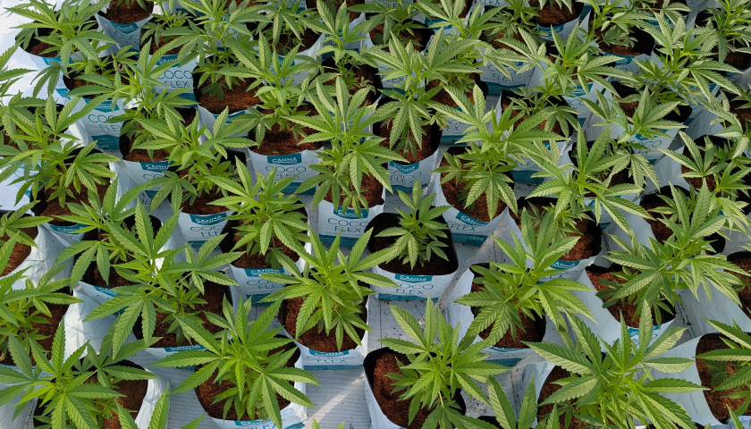 CANNA RnD Canada Image 2025-07-10 at 15.27.01